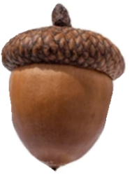 Squirrel's Nut Meme Template