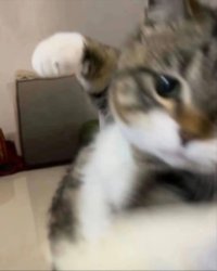 Cat punch Meme Template