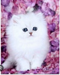 Cuteee Meme Template