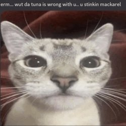 erm wut da tuna is wrong with u u stinkin mackarel Meme Template