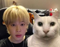 jimin silly my honest reaction cat what Meme Template
