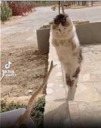 cat snake Meme Template