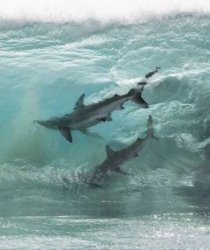 surf sharks Meme Template