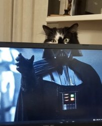 Vader Cat Meme Template