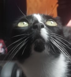 Oh No Layla Meme Template