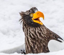 Shocked Eagle Meme Template