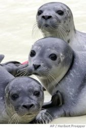 Seal trio Meme Template