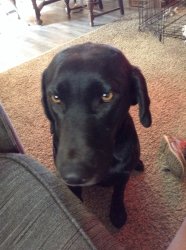 I am naughty Meme Template