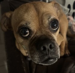 What are ypu looking at? Meme Template