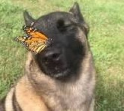 Dog with Butterfly on his nose Meme Template