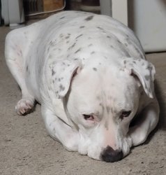 The thinking dog Meme Template