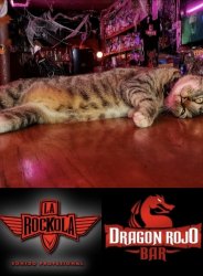 Metal Kat Dragon Rojo Bar Meme Template