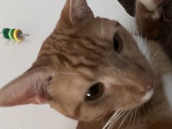 To u there Meme Template