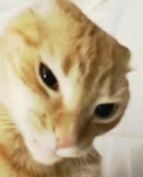 Questionable cat Meme Template