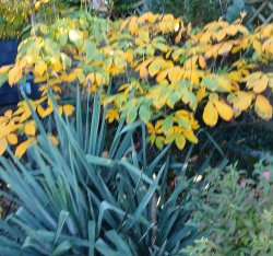 Simple Meme Template