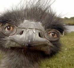 2772gwsjua Meme Template