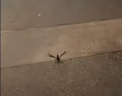 crawfish with arms out Meme Template