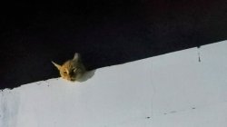 Ceiling cat's day off Meme Template