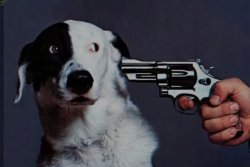 Good dog! Meme Template