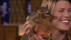 Angry Armadillo Meme Template