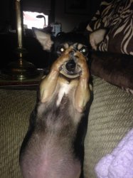 omg dog Meme Template