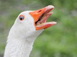 Our goose is cooked! Meme Template