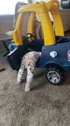 My Damn Motor Meme Template