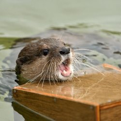 Titanic ottter Meme Template