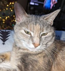 My cat does not approve Meme Template