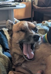 Joke telling dog Meme Template