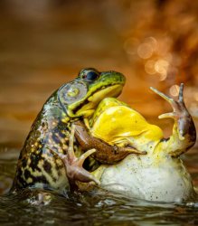 toad violence Meme Template