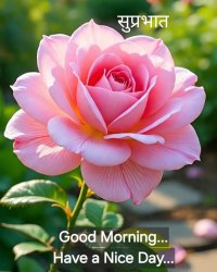 Rose pink Meme Template