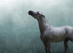 Rain Horse Meme Template