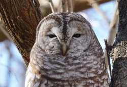 Grumpy Barred Owl Hoot Meme Template