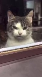 Angry cat Meme Template