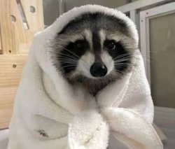 Blanket raccoon Meme Template