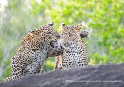 Leopard-splaining Meme Template