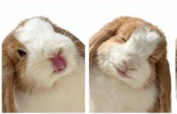 Bunnies Meme Template