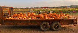 Pumpkins truckload Halloween Fall November Meme Template