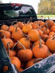 Pumpkins truckload Halloween Fall November Meme Template