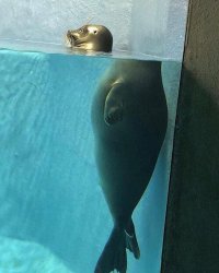 refraction seal Meme Template