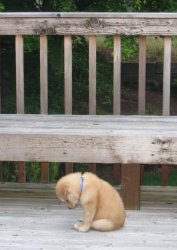 Sad puppy Meme Template