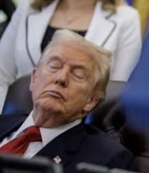 Sleepy Donald Trump Meme Template