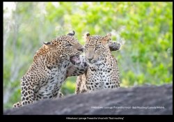 Leopard Conversation Meme Template