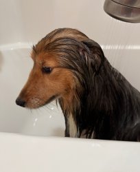 Work email Meme Template