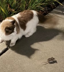 Cat Staring Down Mouse Meme Template