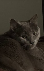 Tsundere Leo Meme Template