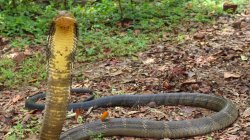 pondering snake Meme Template