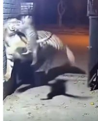 Not about the size of the cat Meme Template