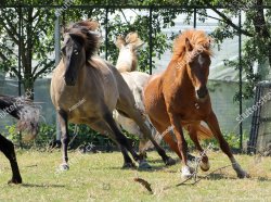 Horses running Meme Template